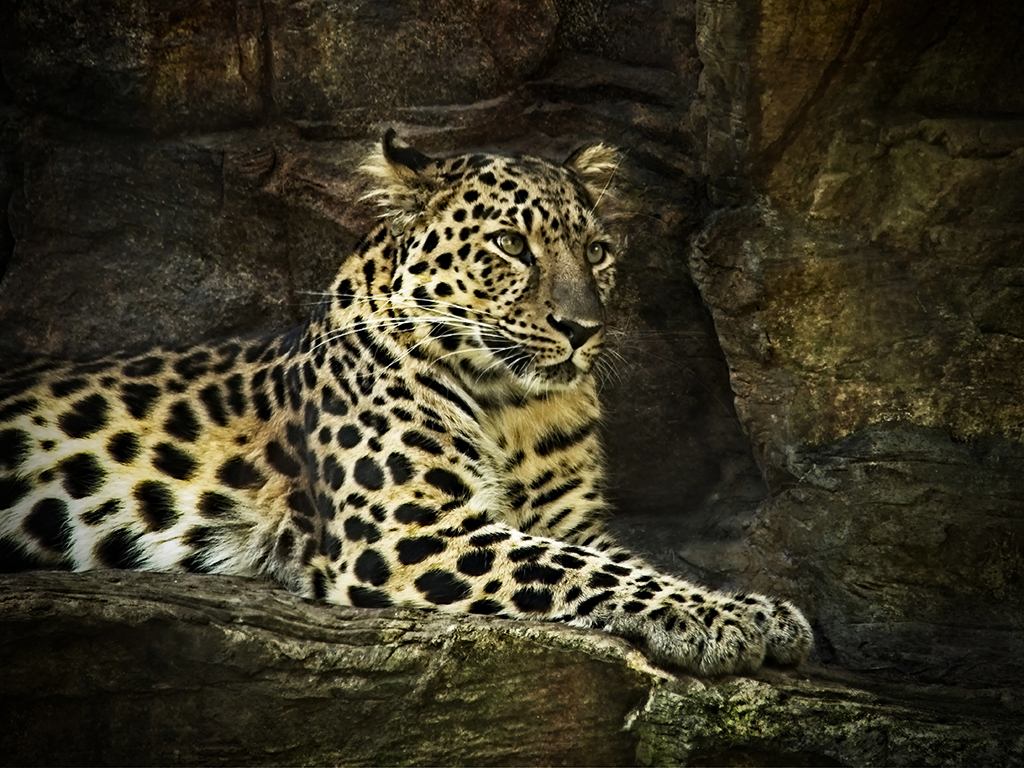 Nature In Class M By Alexandra Ballough For Leopard On The Ledge JAN-2019.jpg